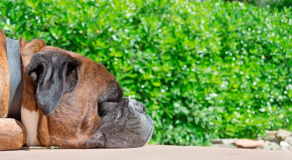 Spící boxer — Stock fotografie