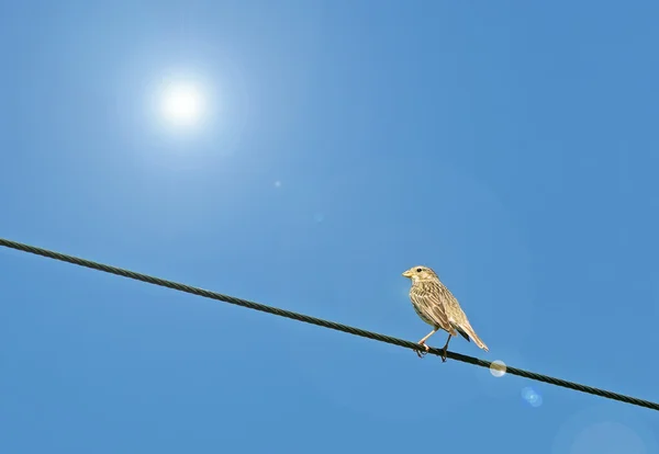 Negro bunting — Foto de Stock