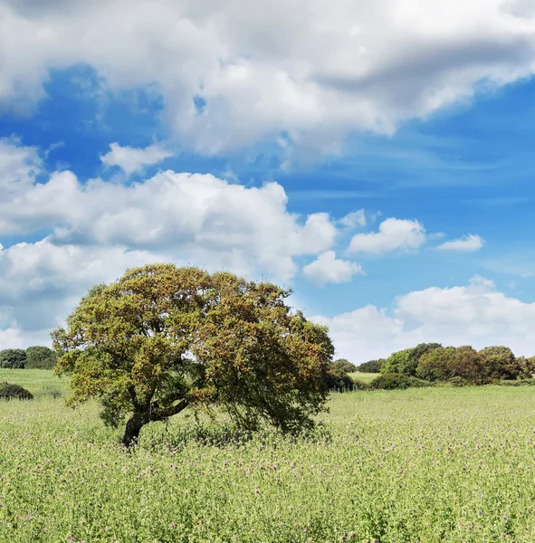 Bílé mraky a zelený strom — Stock fotografie