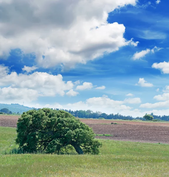 Árvore e céu azul — Fotografia de Stock