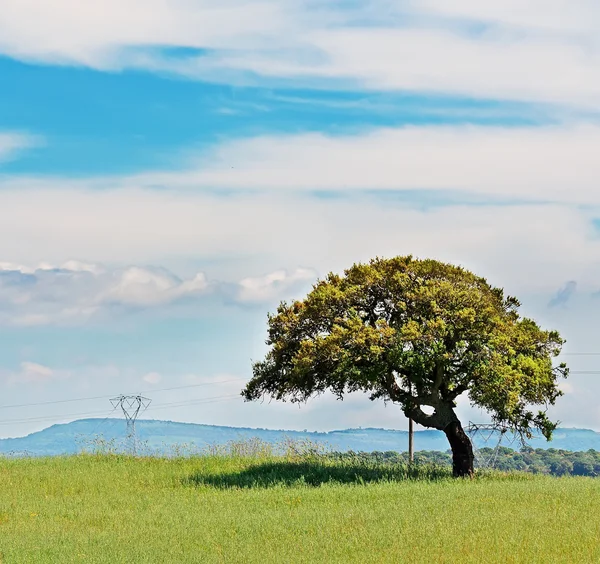 Roble y hierba verde —  Fotos de Stock