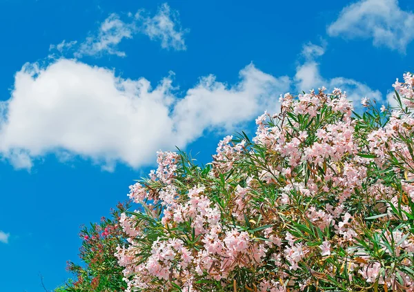 Roz oleanders — Fotografie, imagine de stoc
