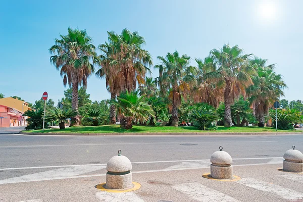 Palmen en zon — Stockfoto