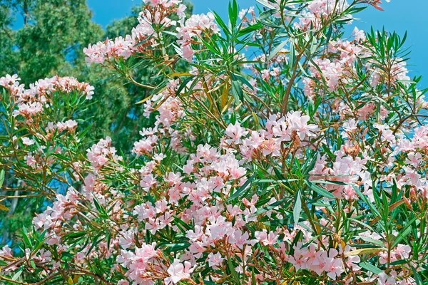 Rosafarbene Oleander — Stockfoto