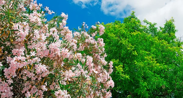 Rosa e verde — Foto Stock