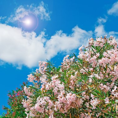 pembe zakkumlar ve güneş