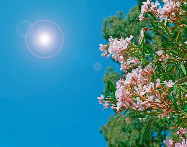 Oleander an einem klaren Tag — Stockfoto