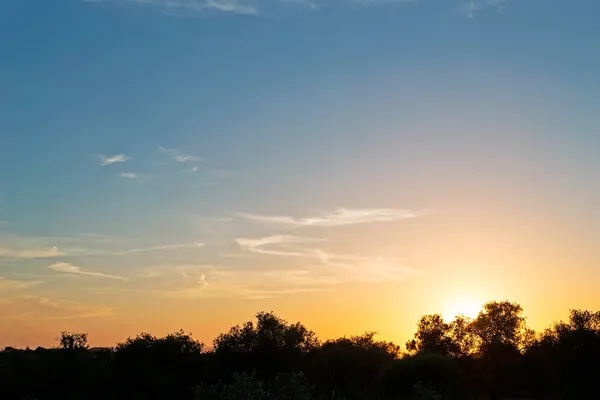 Zonsondergang boven bomen — Stockfoto