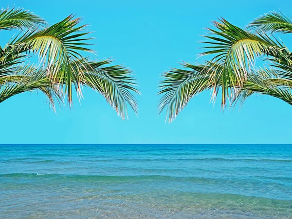 Palms and water — Stock Photo, Image