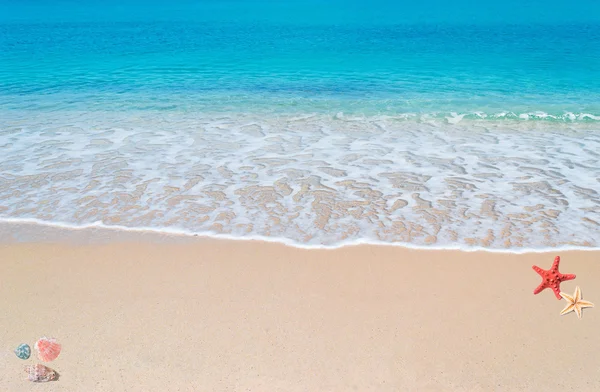 Mar azul-turquesa com conchas e estrelas do mar — Fotografia de Stock