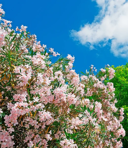 Rosa e verde — Foto Stock