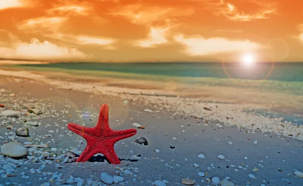 Estrela-do-mar vermelha ao anoitecer — Fotografia de Stock