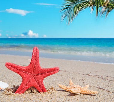 seastars ve avuç içi