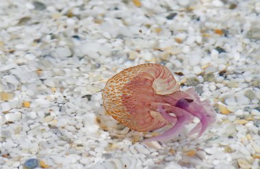 denizanası temiz su