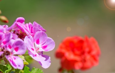 çiçekler ve güneş