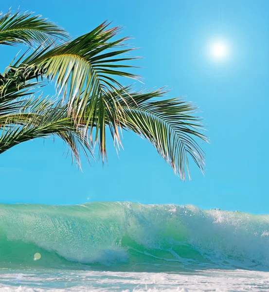 Palmeras y olas bajo un sol brillante — Foto de Stock