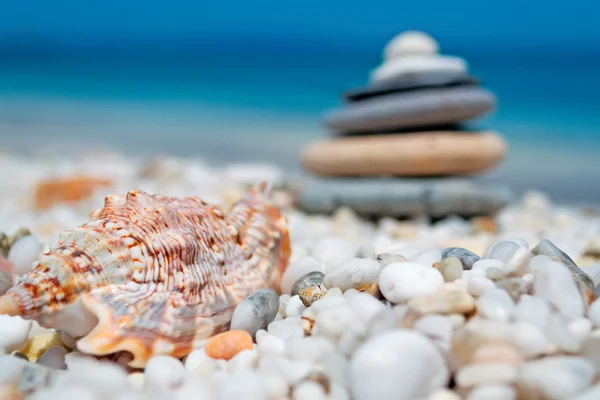Shell and stones — Stock Photo, Image