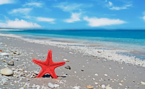 Червоний Морська зірка — стокове фото