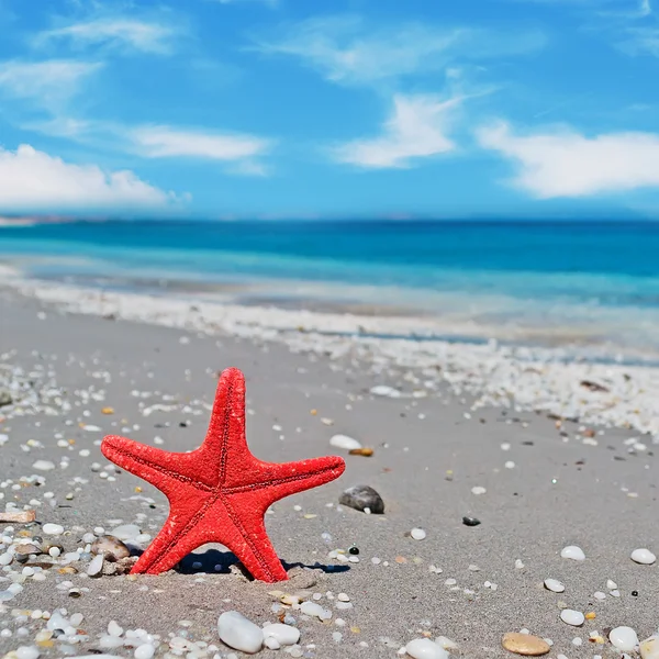 Kırmızı deniz yıldızı — Stok fotoğraf
