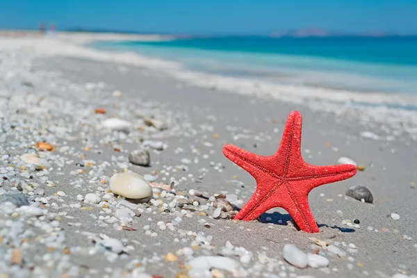 Estrela do mar vermelho e água azul — Fotografia de Stock