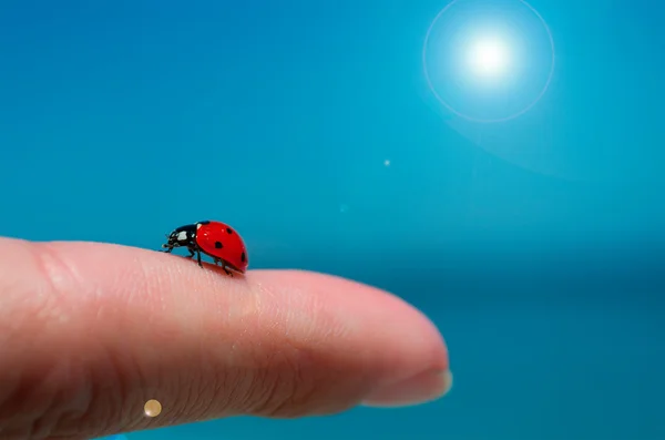 Ladybug on a finger — Stock Photo, Image