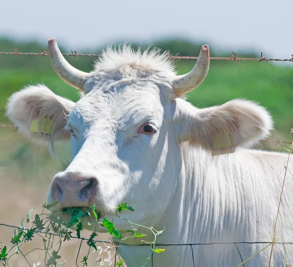 Eating cow — Stock Photo, Image