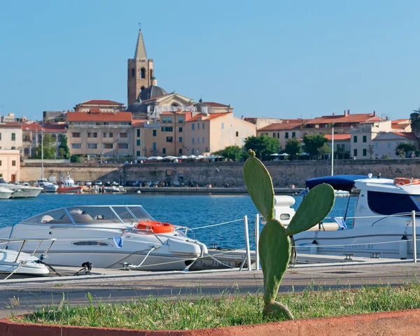 Alghero'da kaktüs — Stok fotoğraf