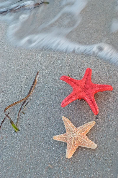 Морська зірка на березі — стокове фото
