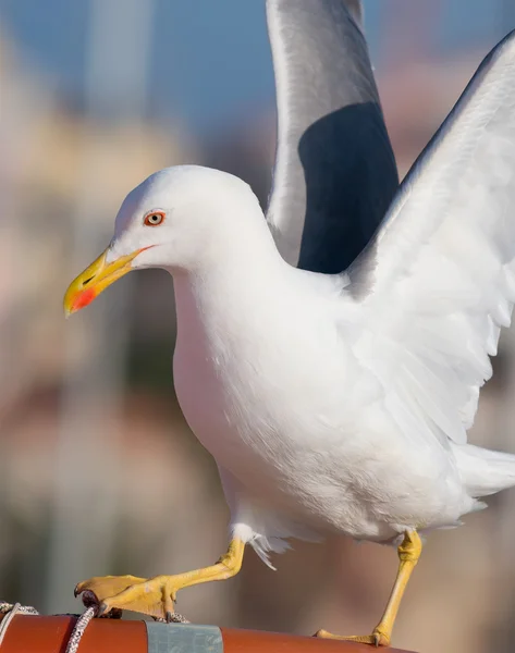 Gaviota de desembarco — Foto de Stock