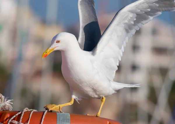 Gaivota de desembarque — Fotografia de Stock