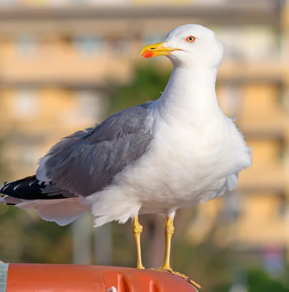 Möwe auf Rettungsboje — Stockfoto