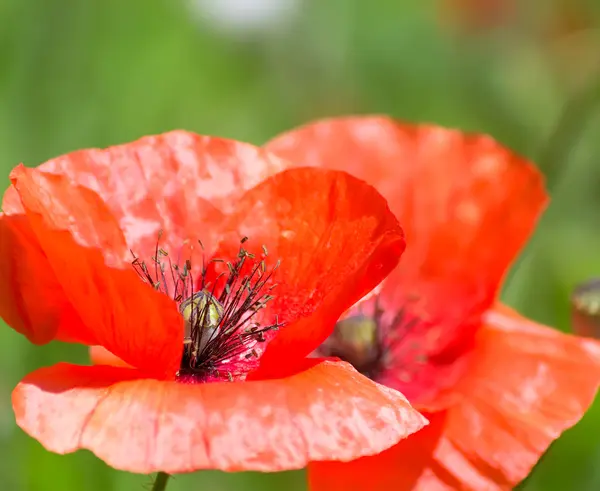 Poppy Close Up — стоковое фото