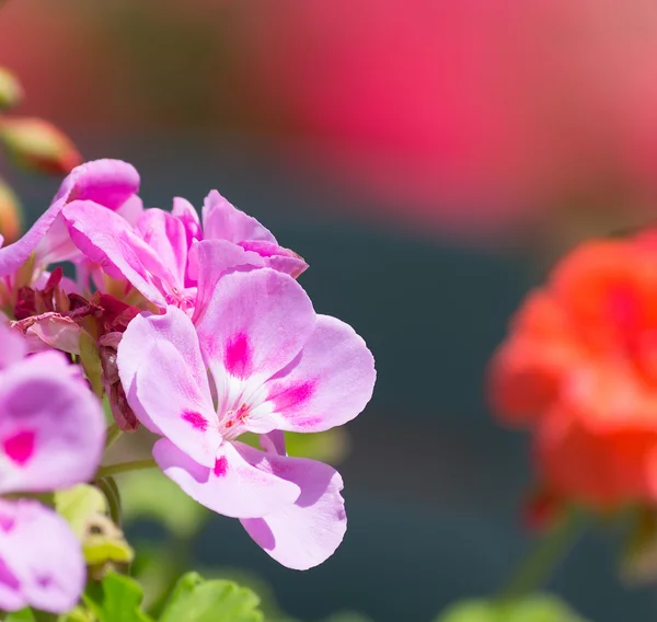 pink and red