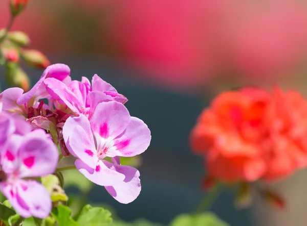 Rosa y rojo — Foto de Stock