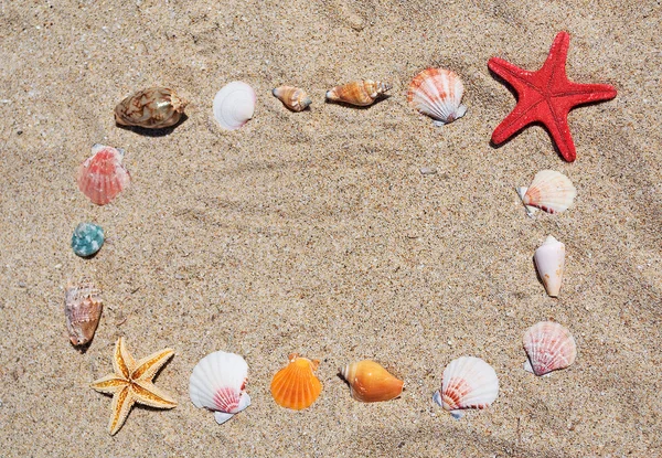 Marco de concha y estrella de mar — Foto de Stock