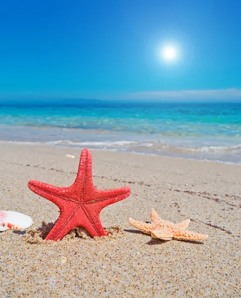 Starfish and sun — Stock Photo, Image