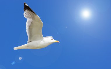 uçan martı ve parlak güneş