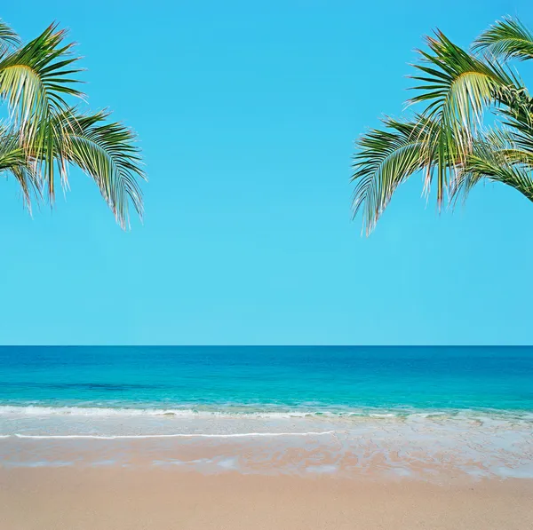 Golden sand and palm tree — Stock Photo, Image