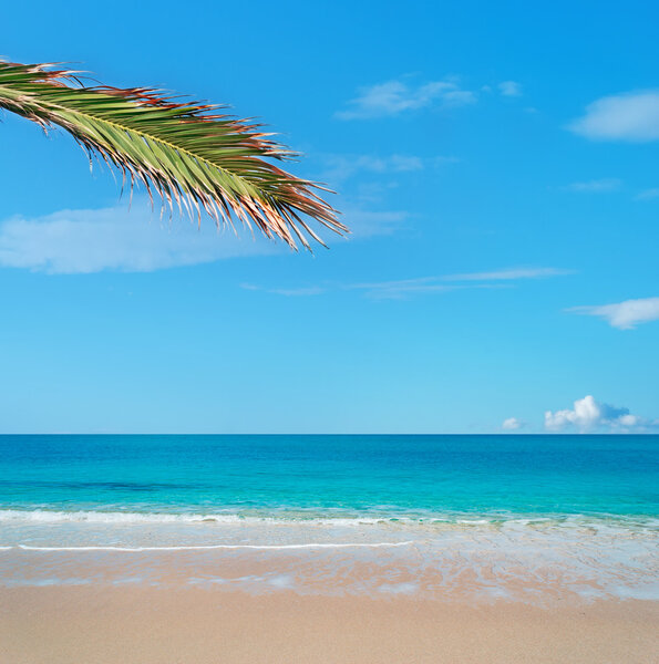 golden sand and palm tree