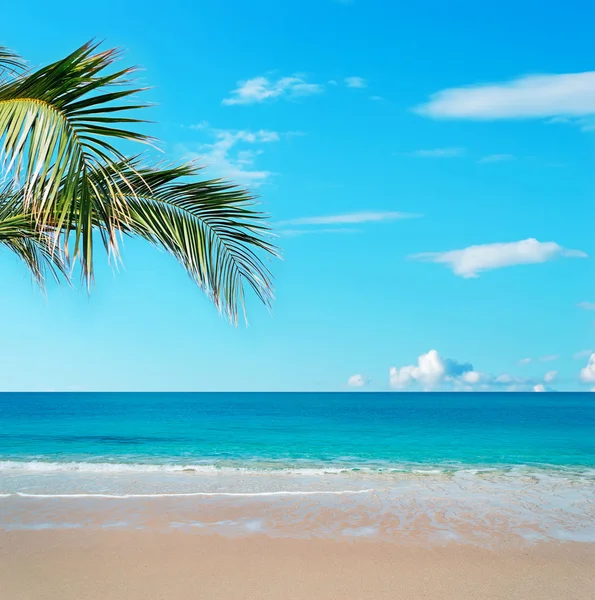 Gyllene sand och palm tree — Stockfoto