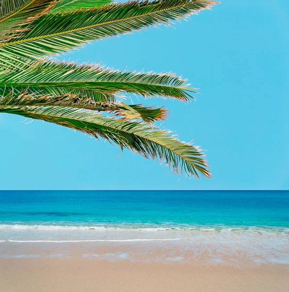 金色的沙滩和棕榈树 — 图库照片