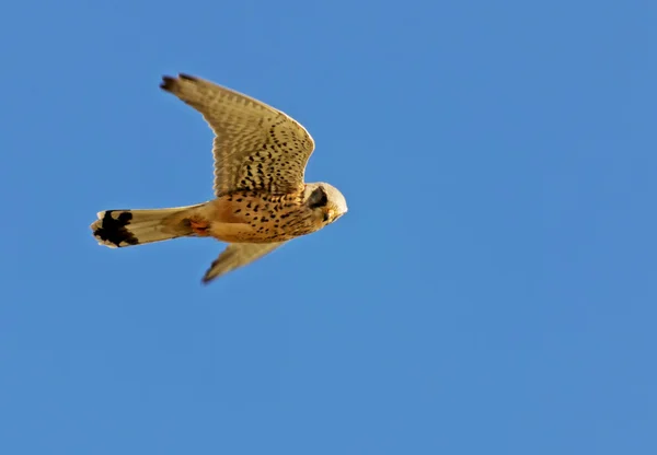 Polowanie hawk — Zdjęcie stockowe