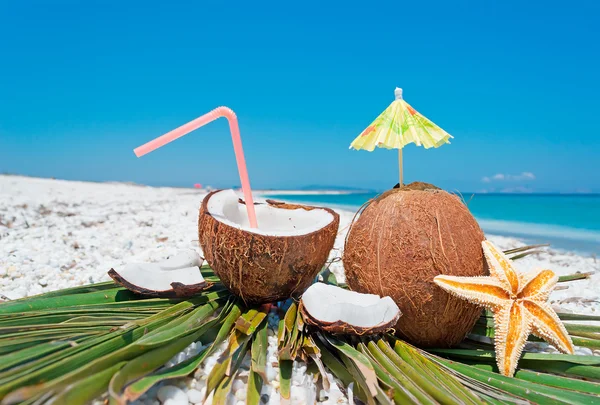Kokosové ořechy, mořské hvězdy a palm — Stock fotografie