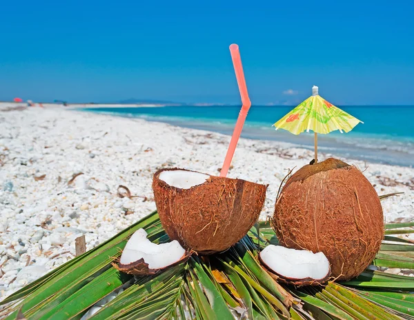 Noci di cocco e ramo di palma — Foto Stock