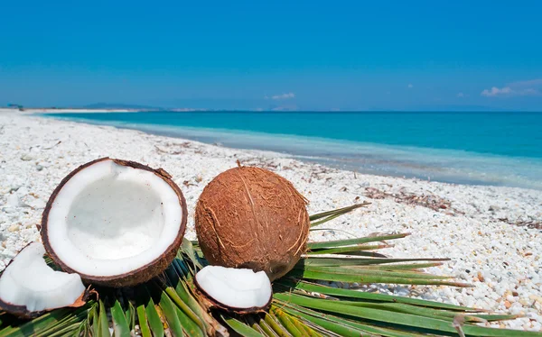 Céu azul sobre cocos — Fotografia de Stock