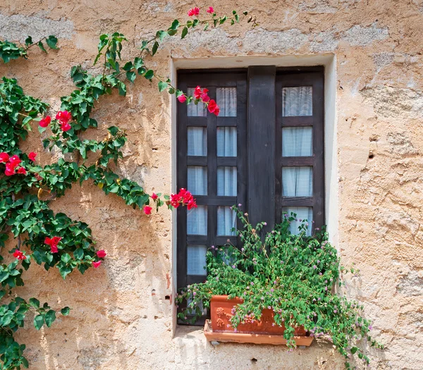 Sardunyalı penceresi — Stok fotoğraf