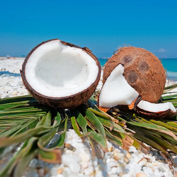 Kókuszdió és strand — Stock Fotó