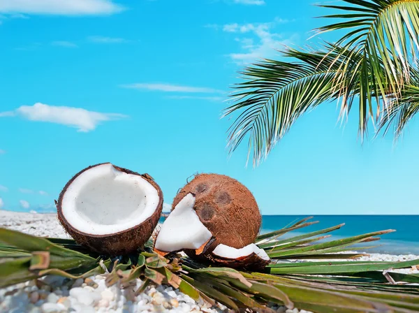 Palma e noci di cocco — Foto Stock