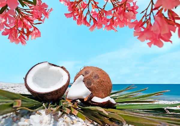 Цветы и кокосы — стоковое фото