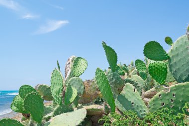 prickly pears and blue water clipart